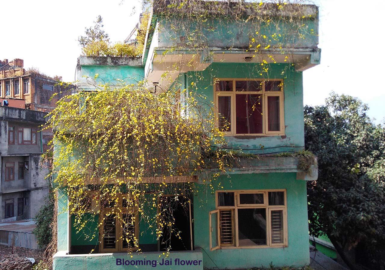 Hotel Impala Garden Katmandu Dış mekan fotoğraf